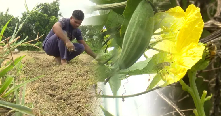 সবজি খেত